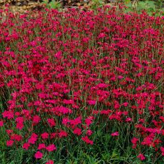Dianthus Confetti Red